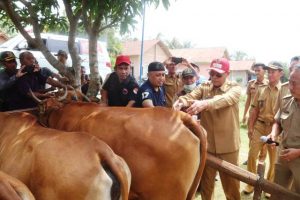 70 Ekor Sapi Mati Akibat Virus Jembrana, Pemkab Lamteng Langsung Lakukan Penyuntikan Masal