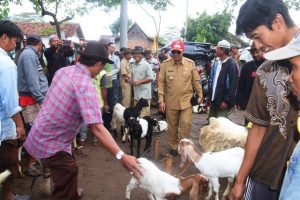 Loekman Kaget di Adi Jaya Ada Pasar Kambing Terbesar di Lamteng