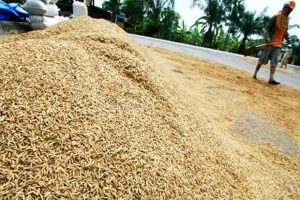 Harga Gabah Capai Rp5.700 di Tingkat Pengepul