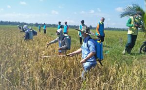 Tanaman Padi Petani di Kampung Harapan Rejo Diserang Hama Wereng