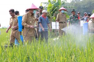 Atasi Hama Wereng, Bupati Loekman Semprot Sawah Petani dan Bantu Obat Insektisida