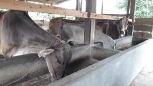 Menggila, Pencurian Sapi di Lamteng, 4 Ekor Sapi Jumino Raib Digasak Maling