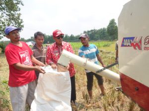Peduli Petani, Bupati Loekman Bantu Petani Panen Padi