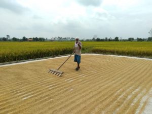 Petani Merugi, Harga Gabah Anjlok Dari Rp5.200/Kg Jadi Rp3.800/Kg
