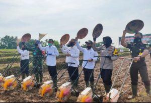 Wujudkan Ketahanan Pangan, Pemkot Metro Percepat Penanaman Jagung