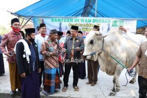 Fahrizal : Wakili Pemprov Serahkan Sapi Kurban Presiden RI Kepada Jamaah Masjid Al-Mu’Minun Way Jepara