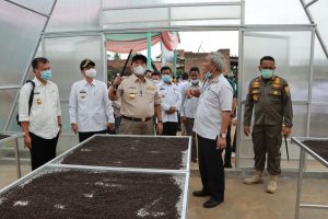 Kembalikan Kejayaan Lada Lampung, Gubernur Tinjau Kebun Lada