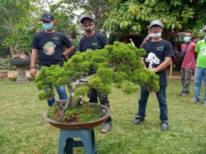 Mingrum Gumay : “Salam Satu Hobi” Terus Berkarya Pecinta Bonsai Lampung Selatan