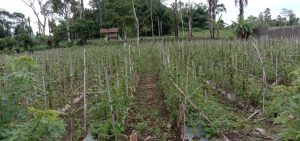 Keindahan Kota Liwa Tak Seindah Nasib Petani Sayuran