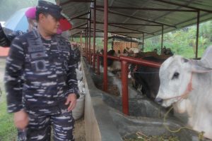 Tinjau Ketahanan Pangan, KASAL  kunjungi Marines 7’Ranch Yonif 7 Marinir/Elang Samudera Brigif 4 Mar/BS