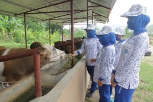 Ketua Ranting A Cabang 7 Jalasenastri PG Kormar Melaksanakan Panen hasil program Ketahanan Pangan di Marines 7’Ranch