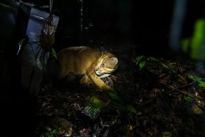 BBKSDA Jabar Melepasliarkan Dua Kucing Emas di TNBBS