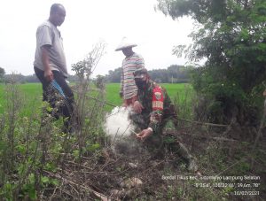 Dinas Pertanian : Sisa areal tol jadi sarang tikus akibatkan petani merugi