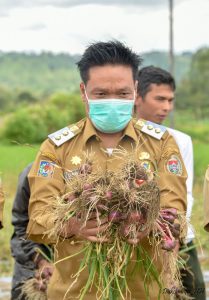Bersama Kelompok Tani, Wakil Bupati Humbahas Panen Bawang Merah di Lintongnihuta