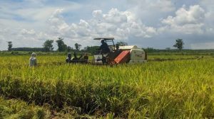 Harga Gabah Ditingkat Petani Terus Turun, Semula Rp4.500/Kg Kini Tinggal Rp3.300/Kg