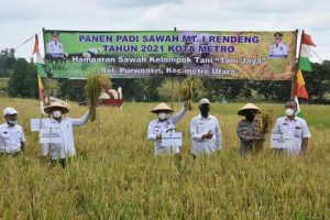 Walikota Metro Wahdi Rayakan Panen Padi di Purwosari, Pemkot Siap Beri Kemudahan Petani