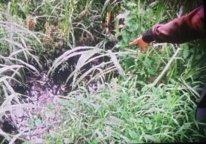 Meresahkan, Limbah Kandang Sapi Putra Lempuyang Diduga Cemari Sumur Warga