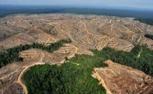 Indonesia Darurat Deforestrasi Akibat Mafia Hutan