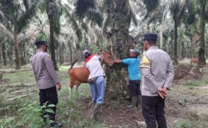 Polisi Dampingi Vaksinasi PMK di Dua Kecamatan Yang Ada di Tulang Bawang