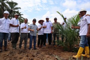 PTPN VII Mulai Tanam Ulang Kelapa Sawit