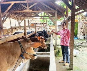 Program Ketahanan Pangan, Pemdes Baru Ranji Kembangkan Sapi Ternak