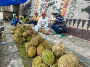 Jelang Ramadhan Durian di Lampung Barat Dijual Murah