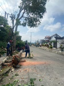 Cuaca Buruk, DLH Lambar Eksekusi Pohon Tumbang yang Memblokade 2 Jalur