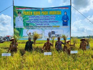 Panen Raya Padi Sawah Varietas Inpari 32 Dihadiri Pj Bupati Tulang Bawang