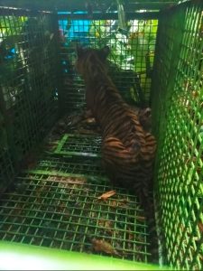 Harimau di Suoh Tertangkap, Parosil: Bisa Beri Ketenangan, Namun Tetap Jaga Kewaspadaan