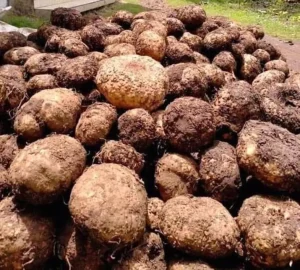 Harga Komoditi Porang Naik Ikut Tren Harga Cokelat Dan Kopi