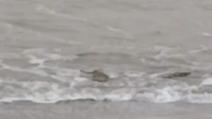 Polsek Limau Imbau Warga Waspada Paska Penampakan Buaya di Pantai Pekon Penyandingan Kelumbayan