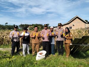 Dukung Program Ketahanan Pangan, Kasat Binmas Polres Tulang Bawang Hadiri Panen Raya Tanaman Jagung