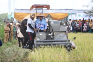 Bupati Ardito Panen Raya Padi, Promosikan Hasil Pertanian Gapoktan
