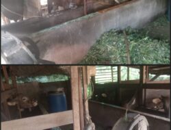 Tiyuh Kagungan Jaya Alokasikan 20 Persen Dana Desa 2025 untuk Penguatan BUMTi Peternakan Sapi