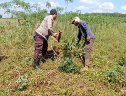 Gemakan Ketahanan Pangan, Bahbinkamtibmas Polsek Menggala Turun Langsung Ke Tengah Para Petani