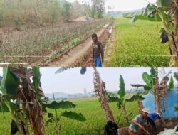 Proyek Drainase P3A Ambarawa Timur Disorot: Papan Informasi Tak Terpasang, APD Pekerja Dipertanyakan